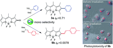 Graphical abstract: Direct C–H functionalization of difluoroboron dipyrromethenes (BODIPYs) at β-position by iodonium salts