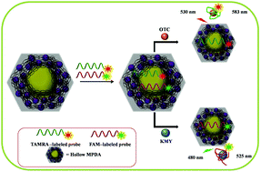 Graphical abstract: A novel fluorescent sensing platform based on metal-polydopamine frameworks for the dual detection of kanamycin and oxytetracycline