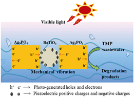 Graphical abstract: Enhanced trimethoxypyrimidine degradation by piezophotocatalysis of BaTiO3/Ag3PO4 using mechanical vibration and visible light simultaneously