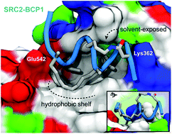 Graphical abstract: A “cross-stitched” peptide with improved helicity and proteolytic stability