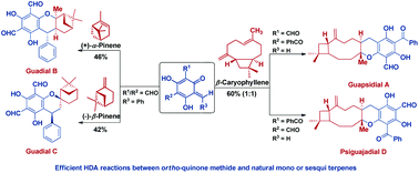 Graphical abstract: Biomimetic total syntheses of chromane meroterpenoids, guadials B and C, guapsidial A and psiguajadial D