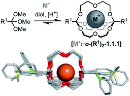 Graphical abstract: Self-assembled orthoester cryptands: orthoester scope, post-functionalization, kinetic locking and tunable degradation kinetics