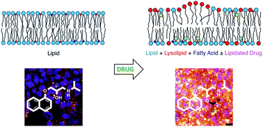 Graphical abstract: Lytic reactions of drugs with lipid membranes