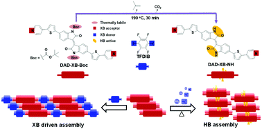 Graphical abstract: Tuning the structural and spectroscopic properties of donor–acceptor–donor oligomers via mutual X-bonding, H-bonding, and π–π interactions