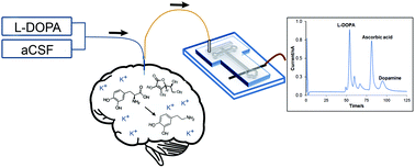 Graphical abstract: Progress toward the development of a microchip electrophoresis separation-based sensor with electrochemical detection for on-line in vivo monitoring of catecholamines