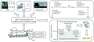 Graphical abstract: Underlying mechanisms of reactive oxygen species and oxidative stress photoinduced by graphene and its surface-functionalized derivatives