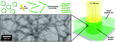 Graphical abstract: UV-responsive cyclic peptide progelator bioinks