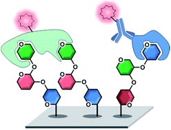 Graphical abstract: Multivalent glycan arrays