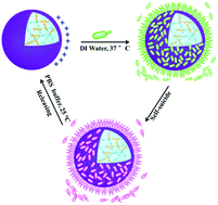 Graphical abstract: Engineering proteinosomes with renewable predatory behaviour towards living organisms