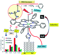 Graphical abstract: Influence of the distal guanidine group on the rate and selectivity of O2 reduction by iron porphyrin