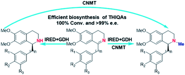 Graphical abstract: Biosynthesis of plant tetrahydroisoquinoline alkaloids through an imine reductase route