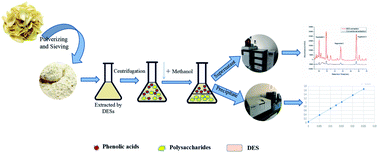 Graphical abstract: The extraction of phenolic acids and polysaccharides from Lilium lancifolium Thunb. using a deep eutectic solvent