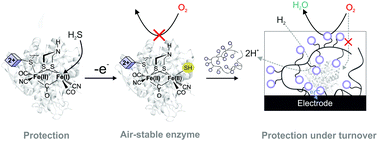 Graphical abstract: Reactivation of sulfide-protected [FeFe] hydrogenase in a redox-active hydrogel