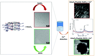 Graphical abstract: Self-assembled gold nanoparticles and amphiphile peptides: a colorimetric probe for copper(ii) ion detection