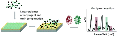 Graphical abstract: Multiplex surface-enhanced Raman scattering detection of deoxynivalenol and ochratoxin A with a linear polymer affinity agent