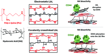 Graphical abstract: Tunable layer-by-layer films containing hyaluronic acid and their interactions with CD44