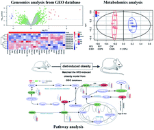 Graphical abstract: An integrating strategy for serum metabolomics and microarray analysis to expand the understanding of diet-induced obesity