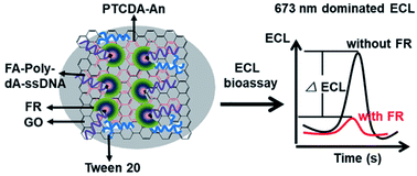 Graphical abstract: Graphene oxide/perylene–aniline electrochemiluminescence platform for protein detection based on molecule recognition