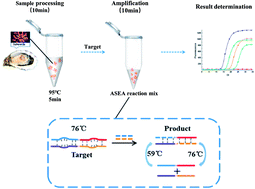 Graphical abstract: An ultra-fast, one-step RNA amplification method for the detection of Salmonella in seafood