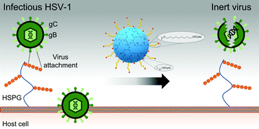 Graphical abstract: One-pot gram-scale synthesis of virucidal heparin-mimicking polymers as HSV-1 inhibitors