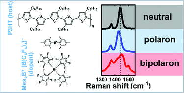 Graphical abstract: Understanding the evolution of the Raman spectra of molecularly p-doped poly(3-hexylthiophene-2,5-diyl): signatures of polarons and bipolarons