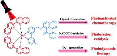 Graphical abstract: A Ru-anthraquinone dyad with triple functions of PACT, photoredox catalysis and PDT upon red light irradiation