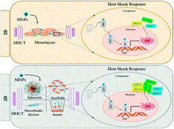 Graphical abstract: Therapeutic response differences between 2D and 3D tumor models of magnetic hyperthermia