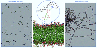 Graphical abstract: Bactericidal urea crown ethers target phosphatidylethanolamine membrane lipids