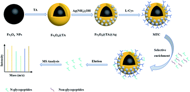 Graphical abstract: Preparation of tannic acid and l-cysteine functionalized magnetic composites for synergistic enrichment of N-glycopeptides followed by mass spectrometric analysis