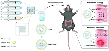 Graphical abstract: Orally administrable polyphenol-based nanoparticles achieve anti-inflammation and antitumor treatment of colon diseases