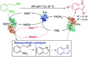 Graphical abstract: Constructing a multienzyme cascade redox-neutral system for the synthesis of halogenated indoles