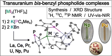 Graphical abstract: Isostructural σ-hydrocarbyl phospholide complexes of uranium, neptunium, and plutonium