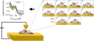 Graphical abstract: DNA–Au (111) interactions and transverse charge transport properties for DNA-based electronic devices