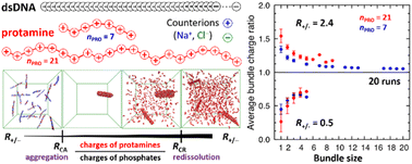 Graphical abstract: DNA-protamine condensates under low salt conditions: molecular dynamics simulation with a simple coarse-grained model focusing on electrostatic interactions