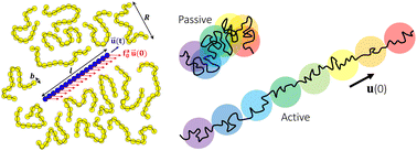 Graphical abstract: Force-driven active dynamics of thin nanorods in unentangled polymer melts