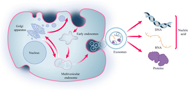 Graphical abstract: Microneedle systems: cell, exosome, and nucleic acid based strategies