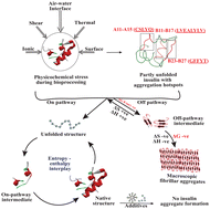 Graphical abstract: Structural, kinetic, and thermodynamic aspects of insulin aggregation