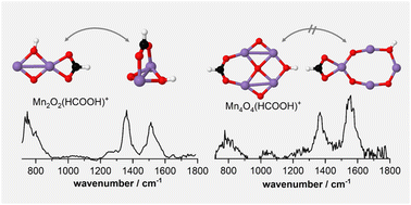 Graphical abstract: Cluster size dependent coordination of formate to free manganese oxide clusters