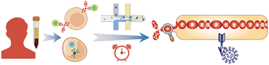 Graphical abstract: Microfluidic-assisted single-cell RNA sequencing facilitates the development of neutralizing monoclonal antibodies against SARS-CoV-2