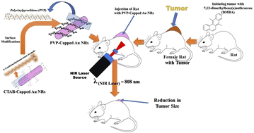 Graphical abstract: A new vision of photothermal therapy assisted with gold nanorods for the treatment of mammary cancers in adult female rats