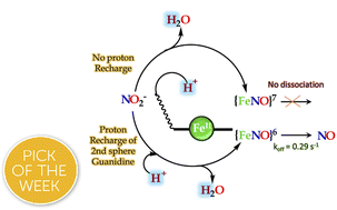 Graphical abstract: Role of distal arginine residue in the mechanism of heme nitrite reductases