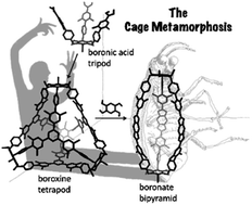 Graphical abstract: Conformational control enables boroxine-to-boronate cage metamorphosis