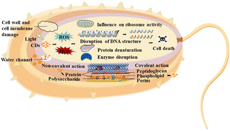 Graphical abstract: Antibacterial functionalized carbon dots and their application in bacterial infections and inflammation