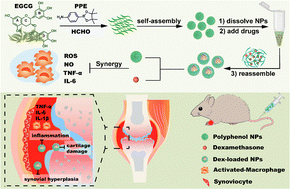 Graphical abstract: Tea polyphenol carrier-enhanced dexamethasone nanomedicines for inflammation-targeted treatment of rheumatoid arthritis