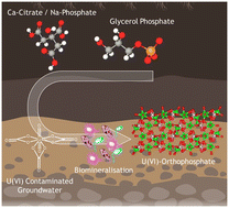 Graphical abstract: Bioremediation of uranium contaminated sites through the formation of U(vi) phosphate (bio)minerals