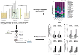 Graphical abstract: Integrated assessment of the elimination of particle-associated fecal indicators in algal–bacterial granule photobioreactors