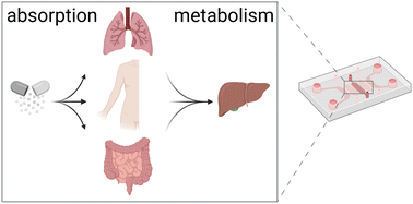 Graphical abstract: Advances of dual-organ and multi-organ systems for gut, lung, skin and liver models in absorption and metabolism studies