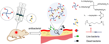 Graphical abstract: In situ forming PEG-ε-poly-l-lysine hydrogels with antimicrobial properties for fighting infection