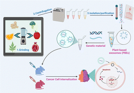 Graphical abstract: Deploying nucleic acids-loaded plant-derived exosomes as green nano gadget in cancer gene therapy