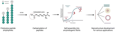 Graphical abstract: Self-assembly of carbamylated lysine repeat peptide amphiphiles into fibrillar nanostructures